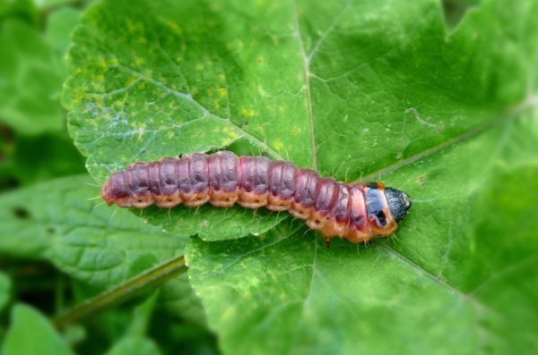 Caterpillar